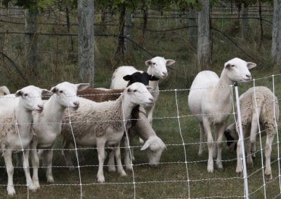 seven sheep gathered behind a low fence