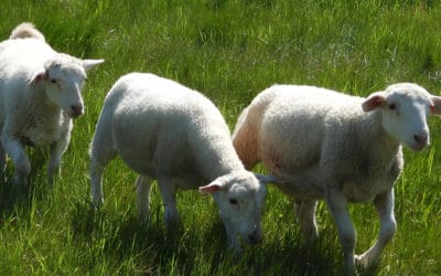 Listen to the sound of biodiversity