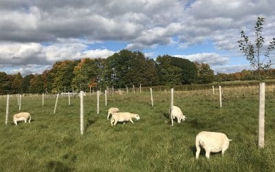 Sheep at Gathering Ground