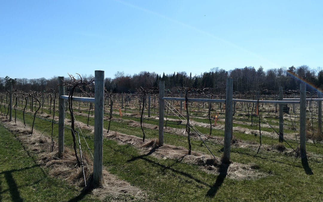 2019 in the vineyard 