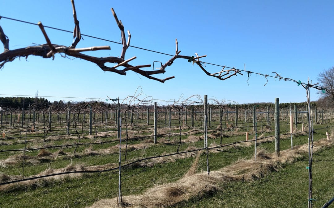 Ecocriticism Pt. 3: Haunted Landscapes and Agricultural Land