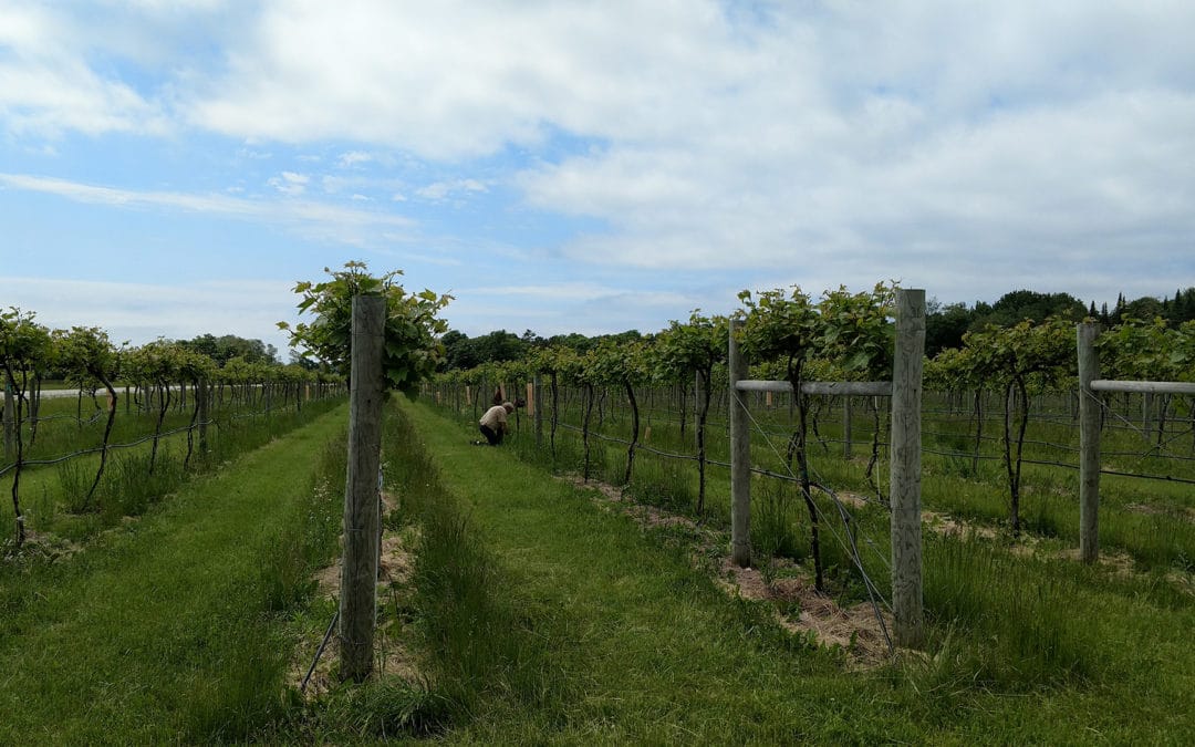 Gathering Ground: It’s Official!