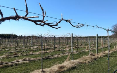 Ecocriticism Pt. 3: Haunted Landscapes and Agricultural Land