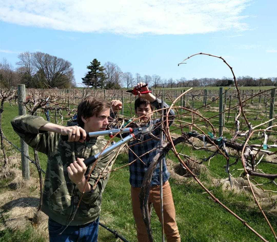 two Viroqua Waldorf School students help prune