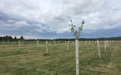 Who is Gathering Ground? (Island mailer)