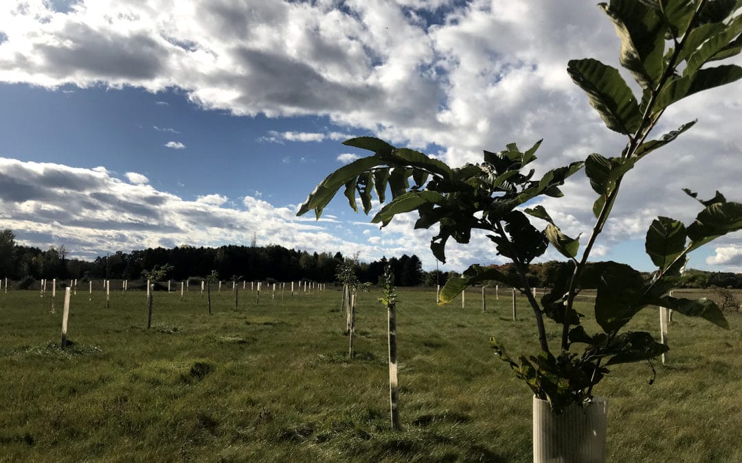 Chestnuts: Planning for 2023