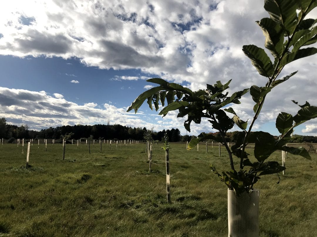 Photo of an orchard with young chestnut saplings, growing from protective plastic tubes