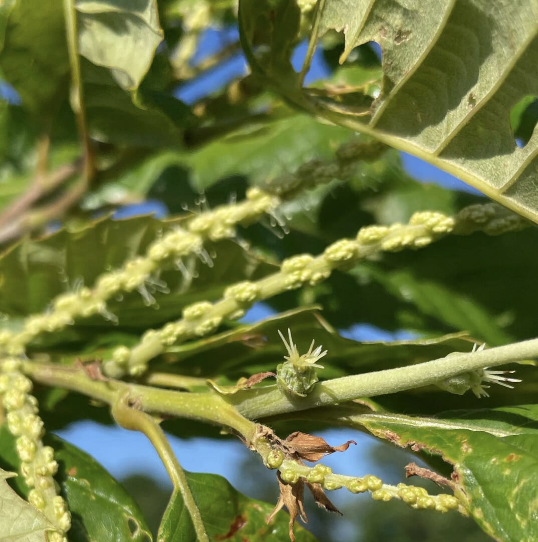 Chestnut flower blooming