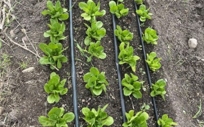Drip Irrigation Workshop, May 25