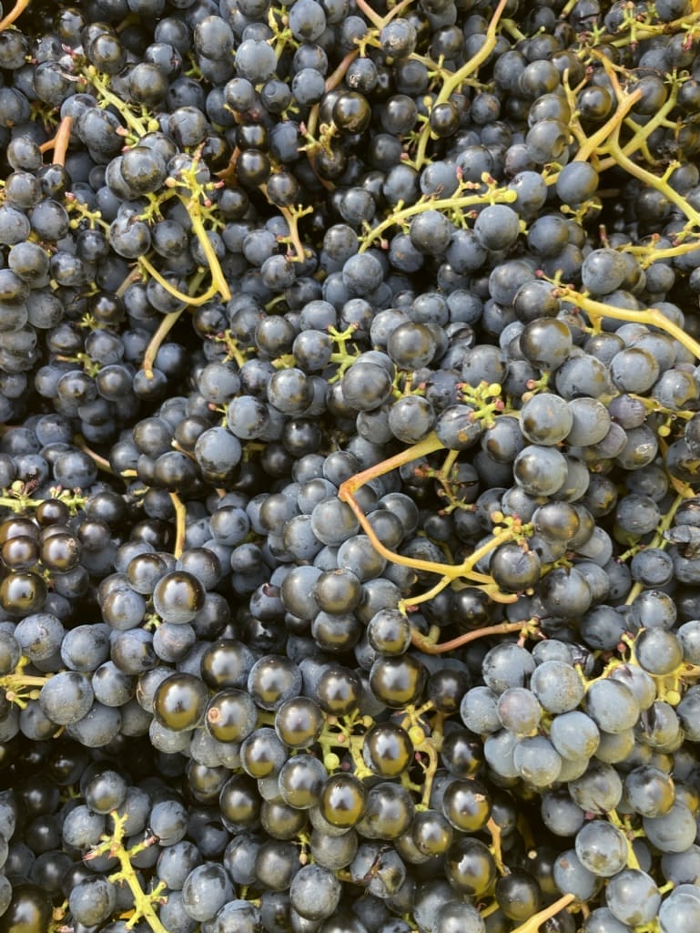 Gathering Ground Vineyard