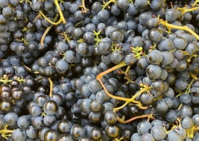 Gathering Ground Vineyard