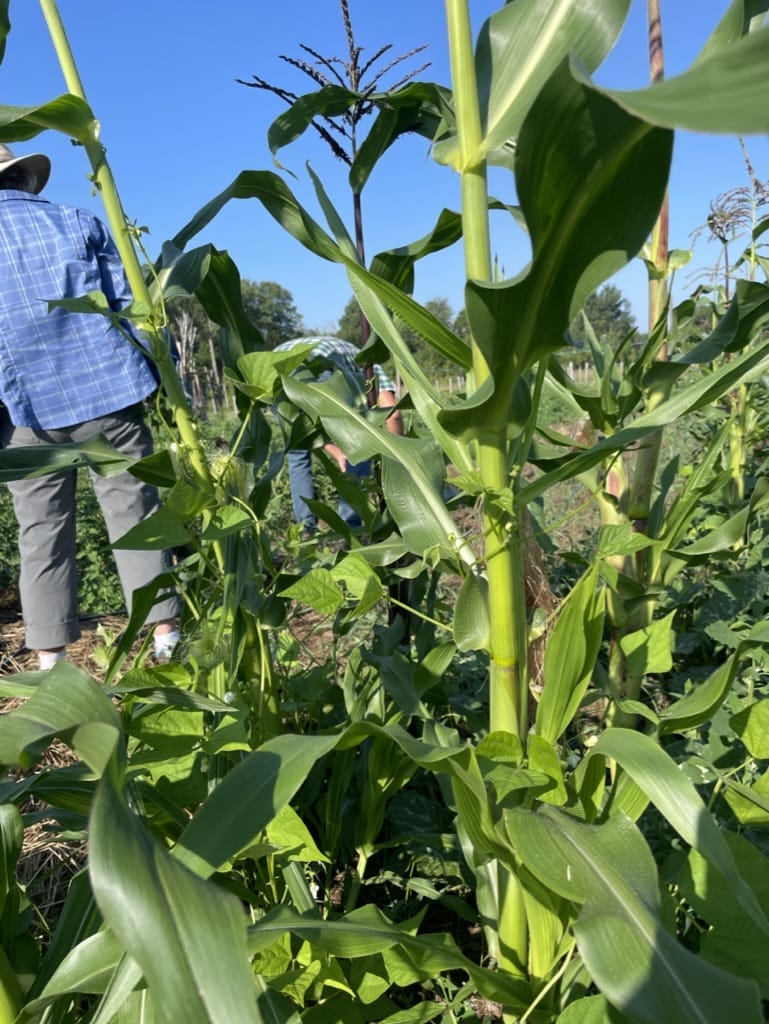 Agricultural Internship