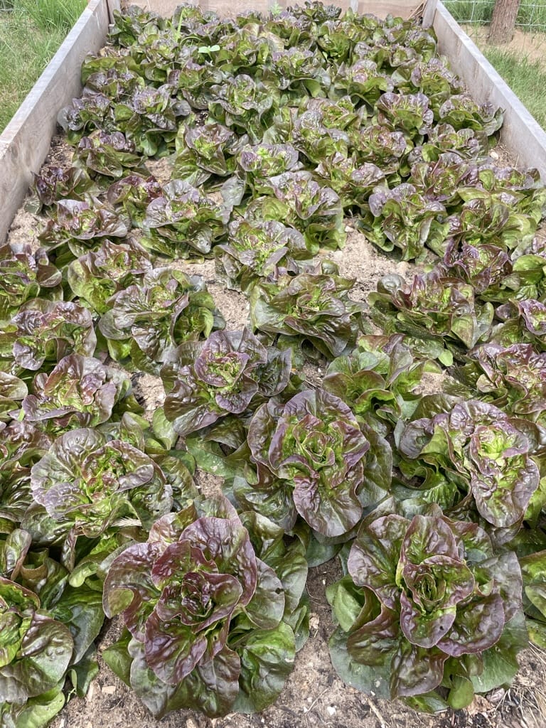 Agricultural Internship