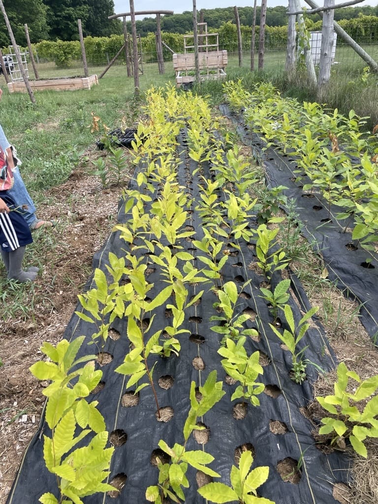 Agricultural Internship