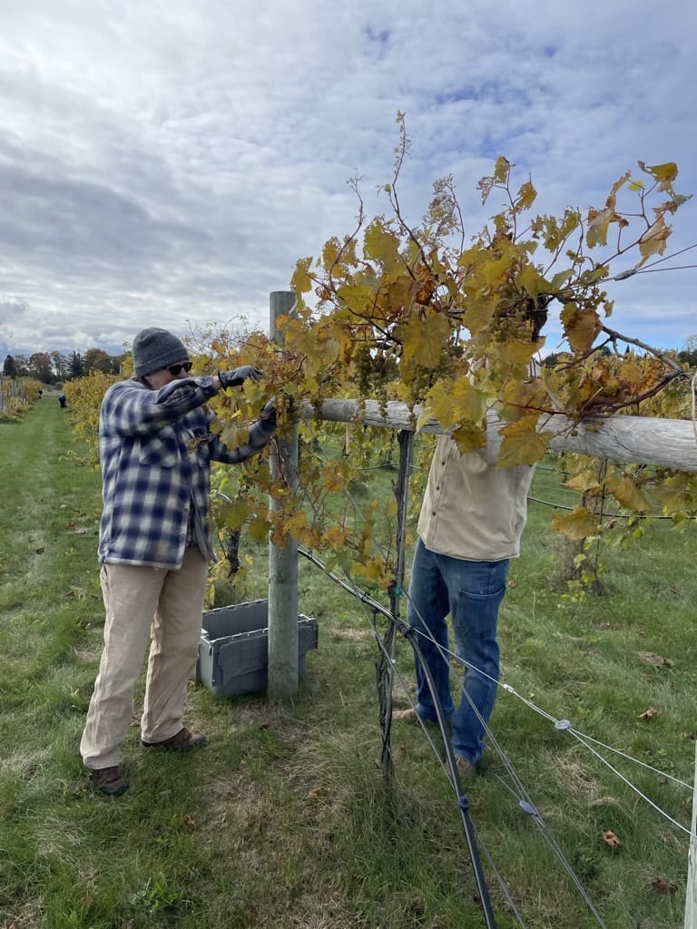 Gathering Ground Vineyard