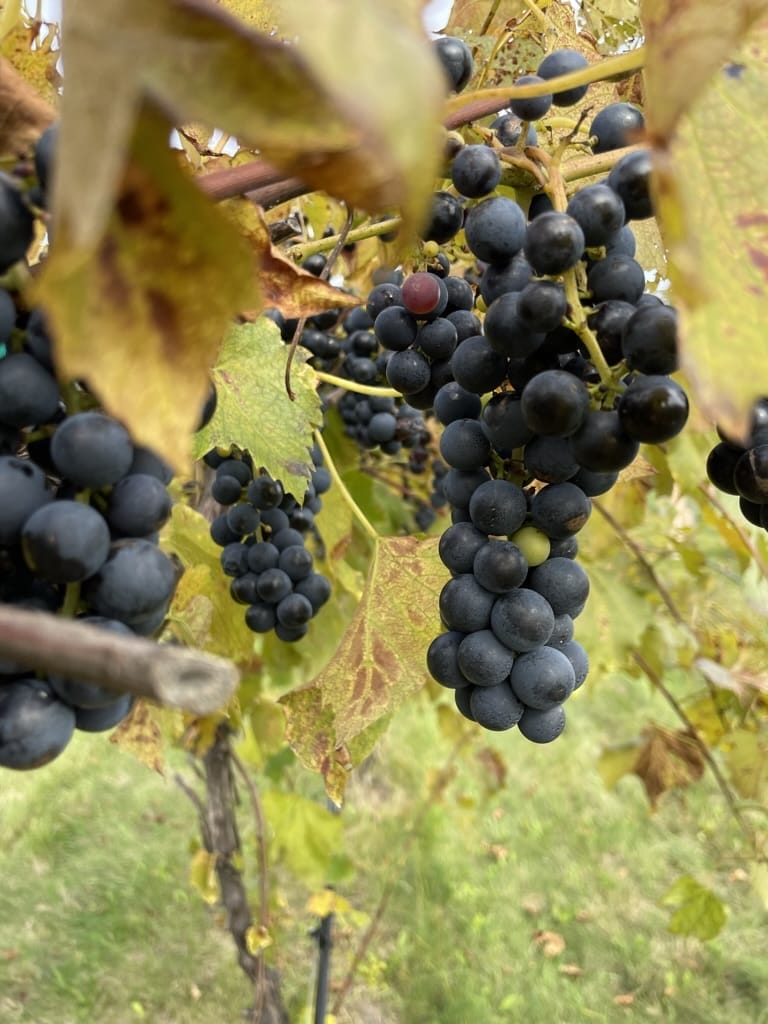 Gathering Ground Vineyard