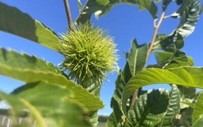 Chestnut Seedlings for 2025 Planting