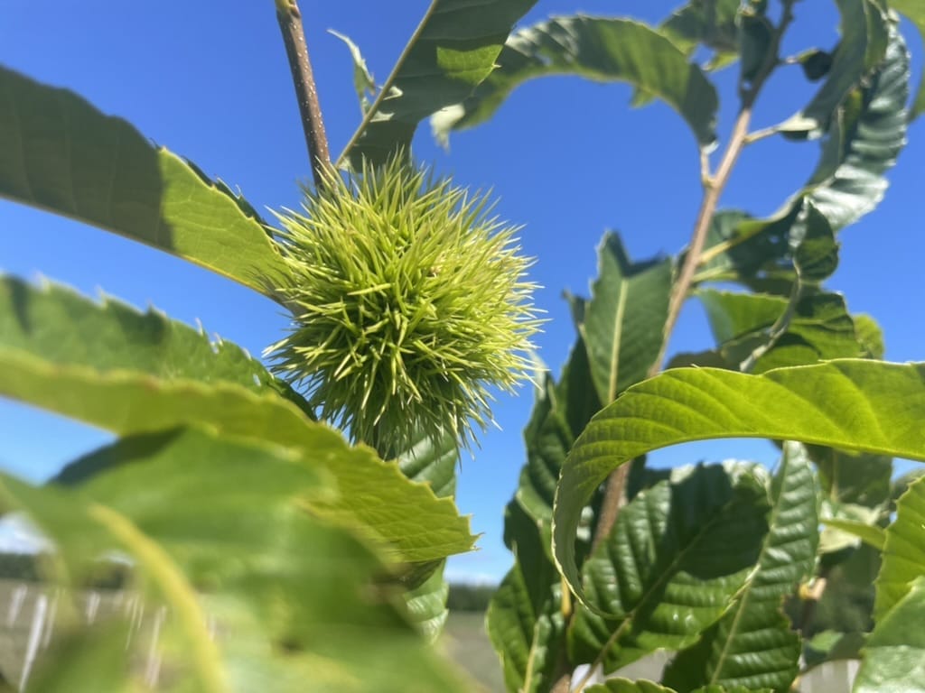 Agricultural Internship