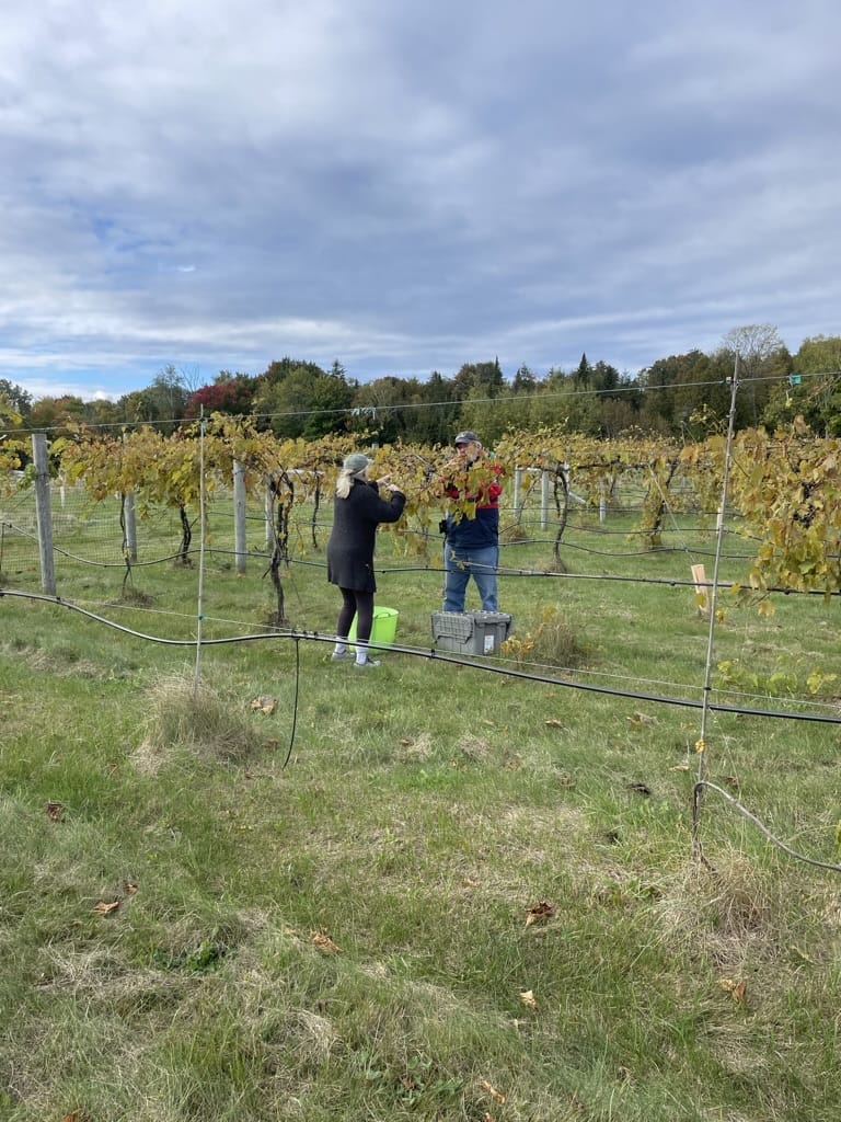 Gathering Ground Vineyard