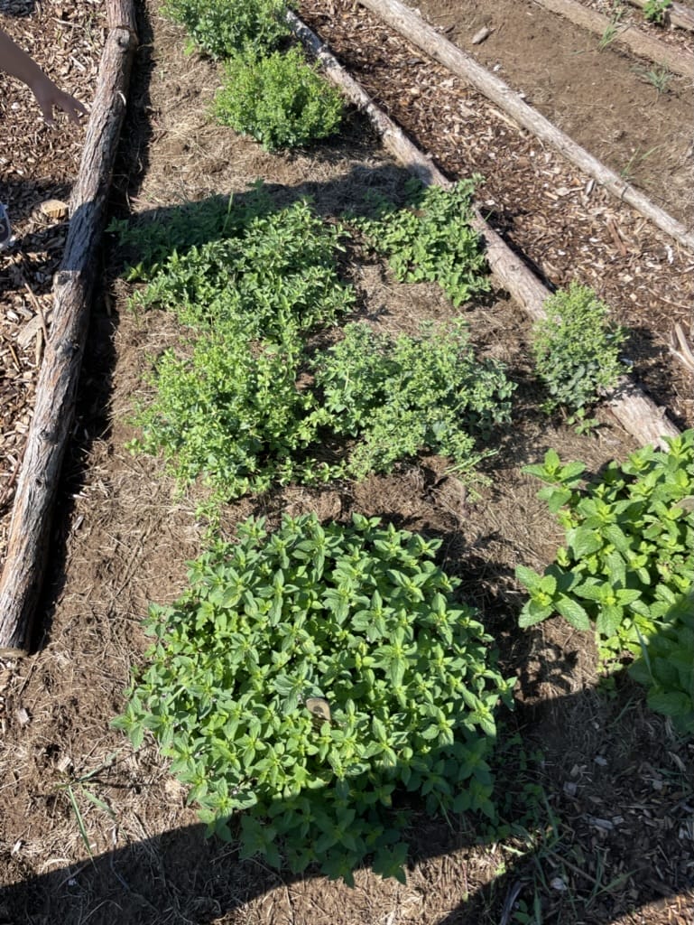 Agricultural Internship