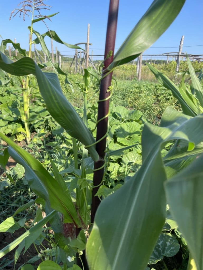 Agricultural Internship