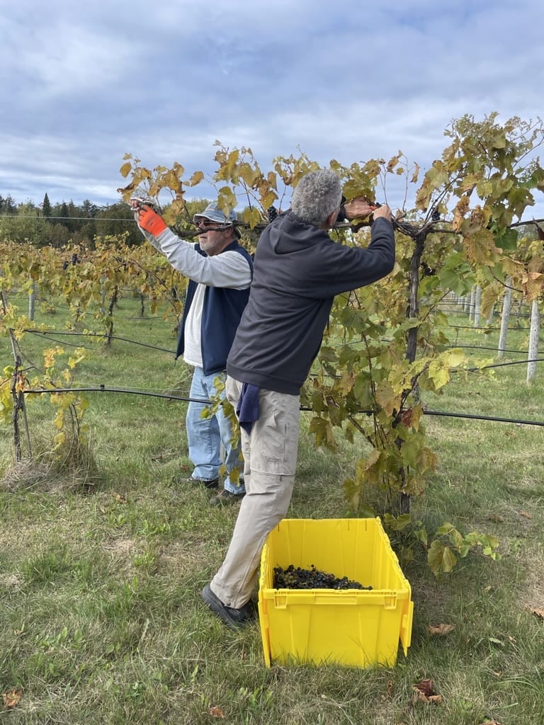 Gathering Ground Vineyard