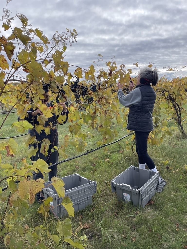 Gathering Ground Vineyard