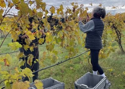Gathering Ground Vineyard