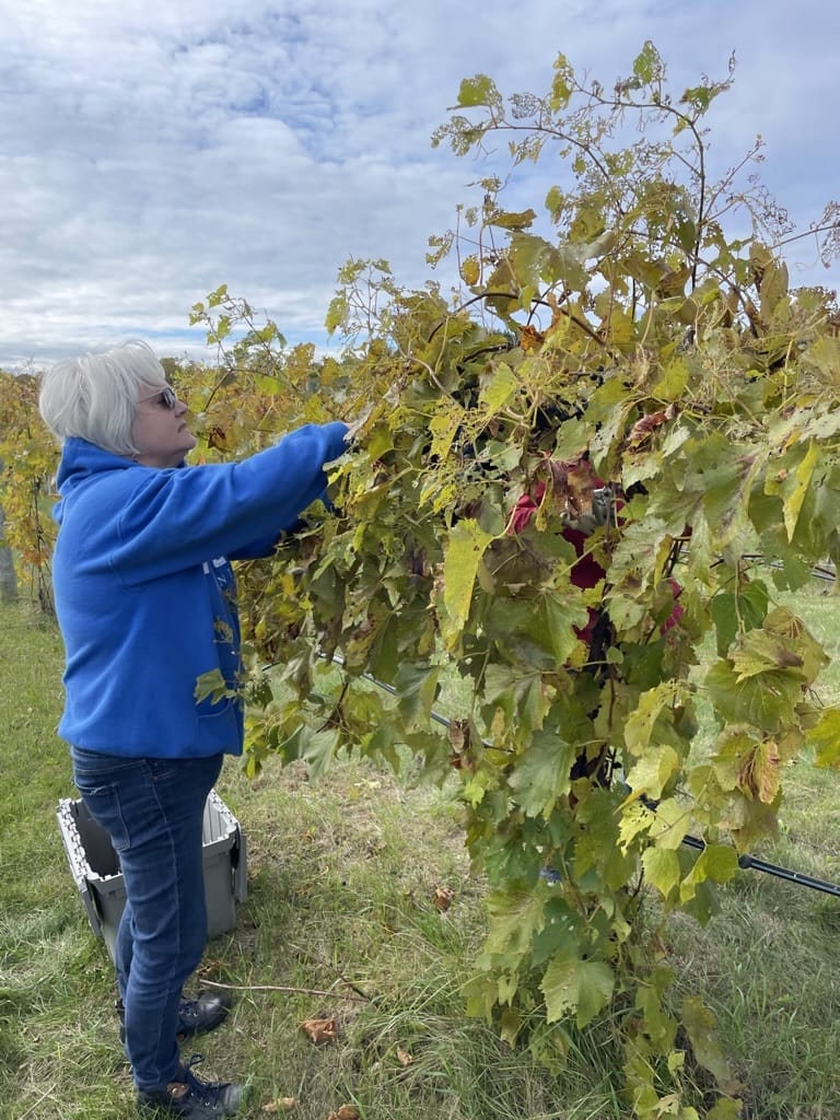 Gathering Ground Vineyard