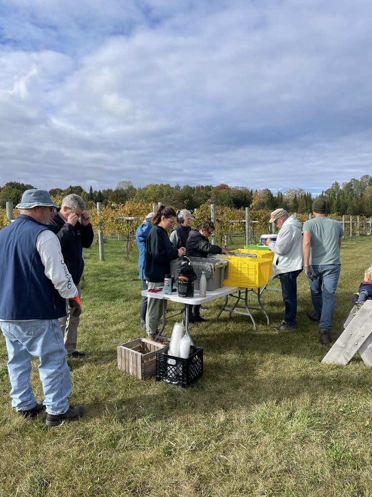 Gathering Ground Vineyard