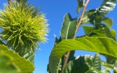 Gathering Ground Joins 1% for the Planet as an Environmental Partner