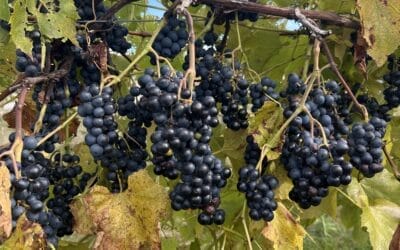 Planting For The Future Campaign Aims to Raise $1.1M to Support Sustainable Agriculture In Door County