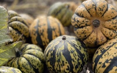 Winter Squash: Facts To Know