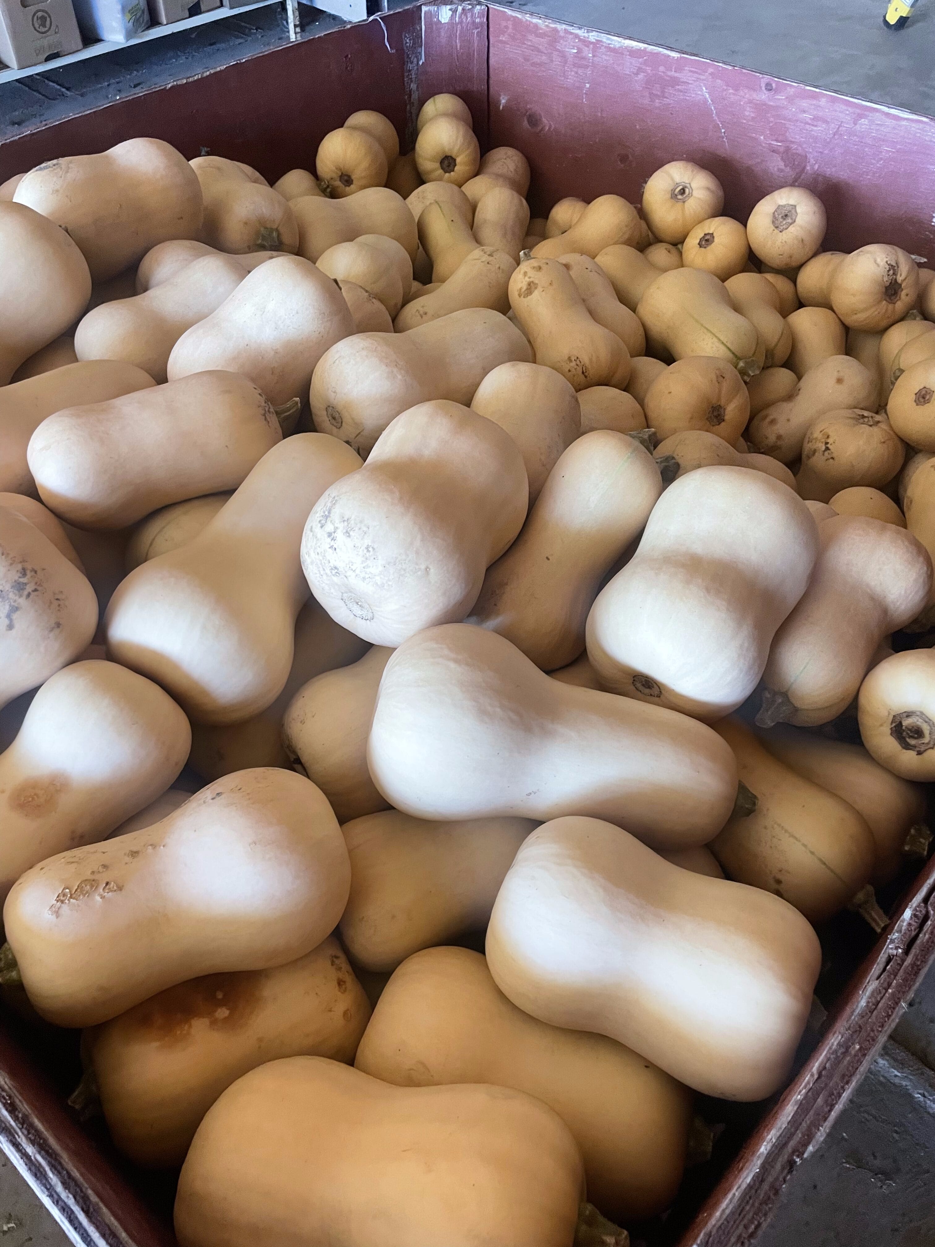 Butternut Squash