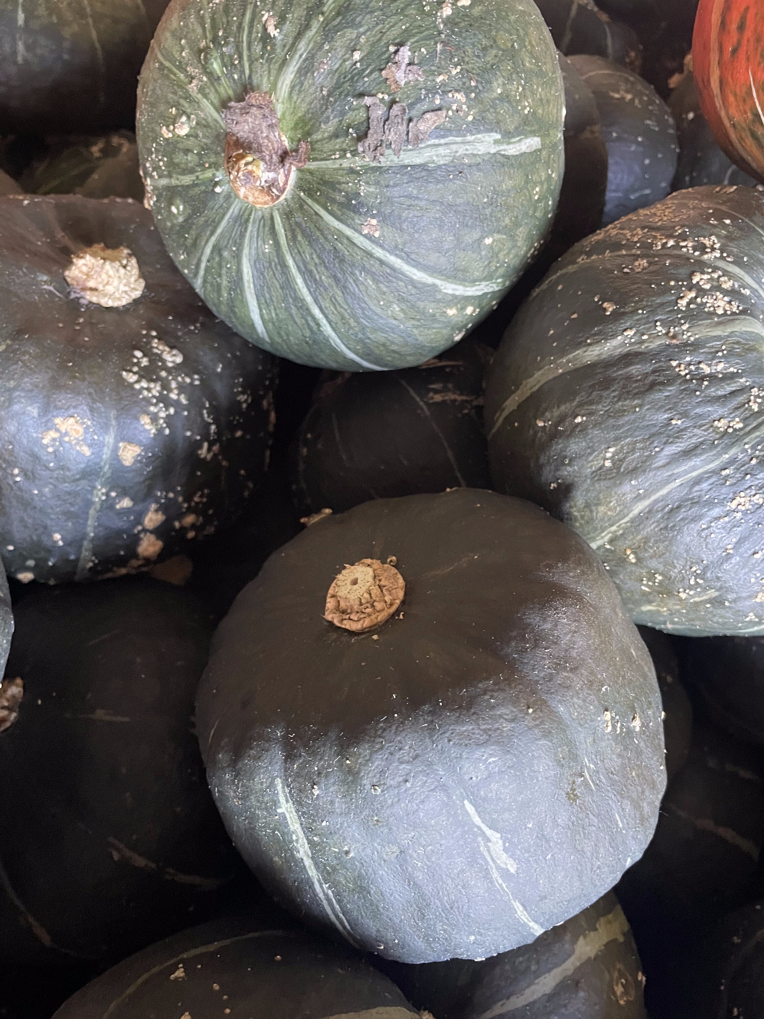 Delicata
