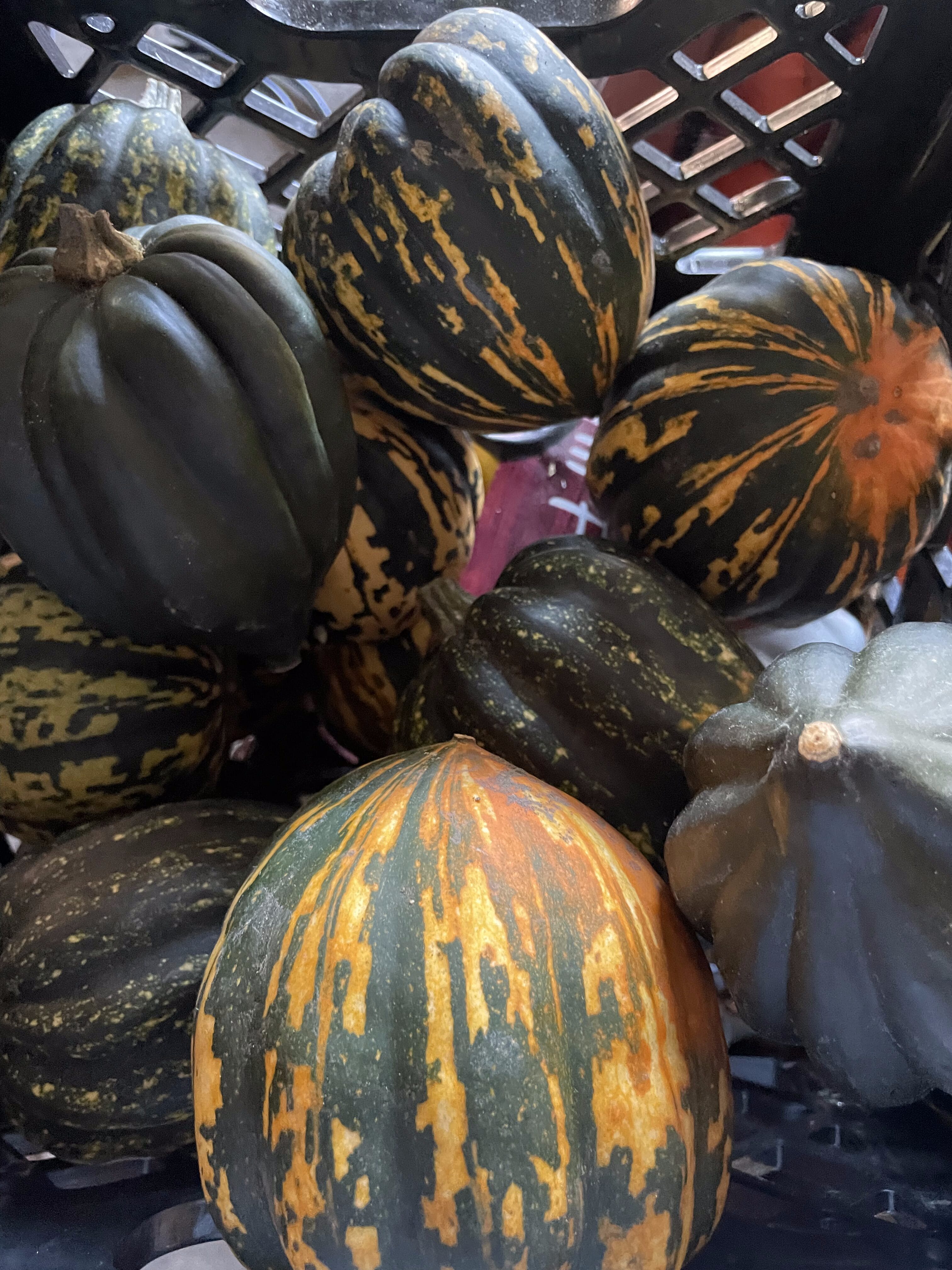 Acorn Squash