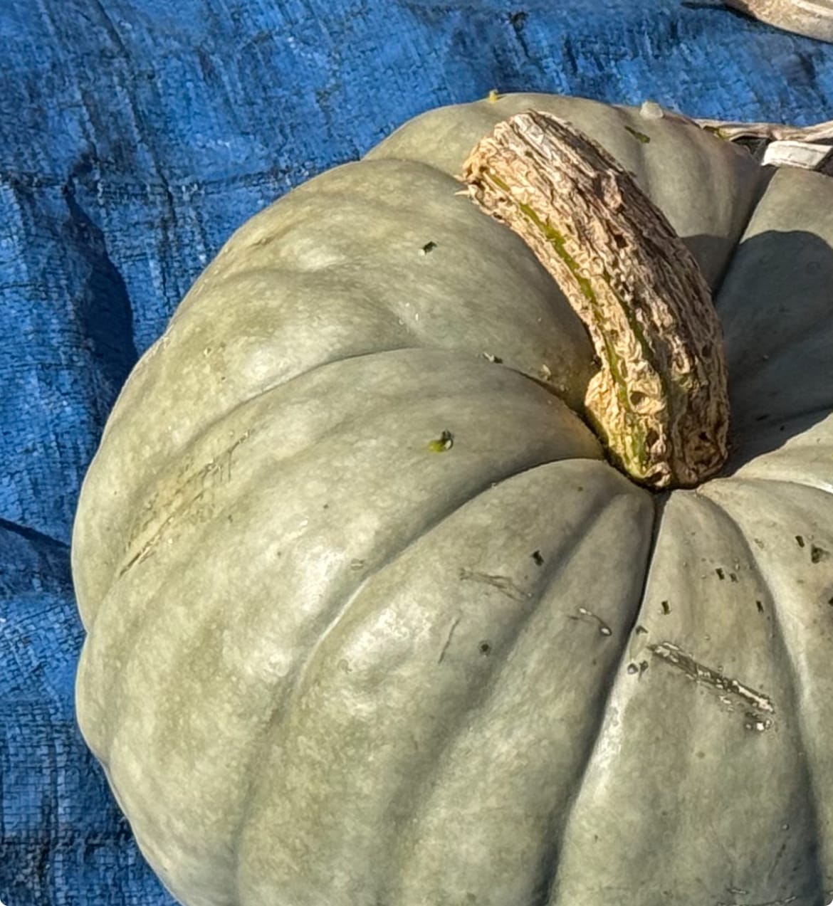 Acorn Squash