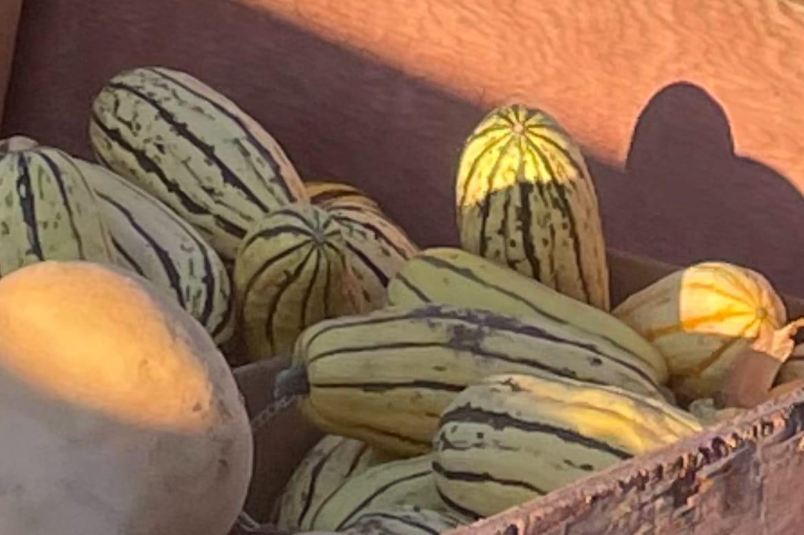 Delicata